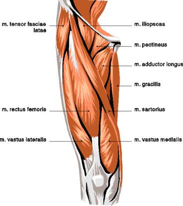 quadriceps60.jpg